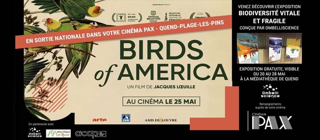 actualité birds