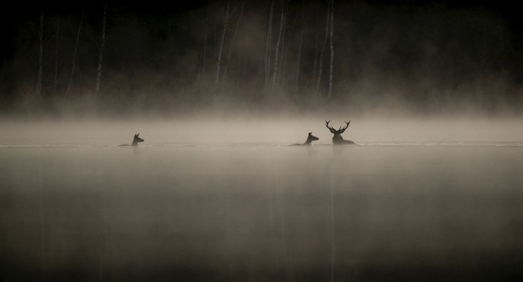 actualité CHANT DES FORETS